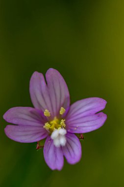 Çayırda Claytonia sibirica çiçeği