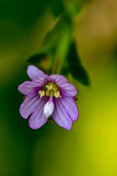Claytonia Sibirica Fleur Poussant Dans Prairie Pousse Gros Plan — Photo