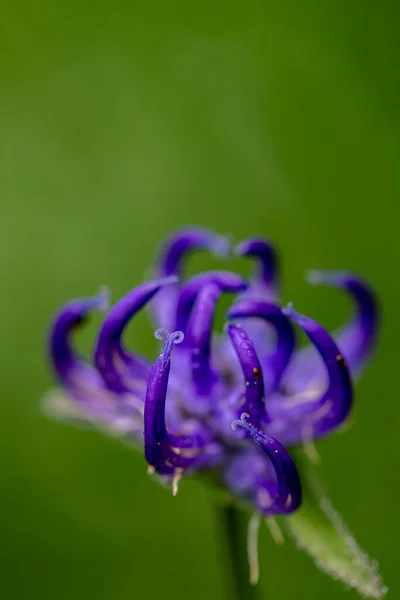 Phyteuma Orbiculare Kwiat Rośnie Górach — Zdjęcie stockowe