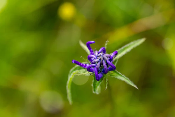 Phyteuma Orbiculare Flor Nas Montanhas Close Atirar — Fotografia de Stock