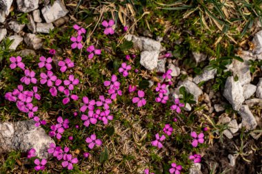 Dağlarda yetişen Silene acaulis çiçeği