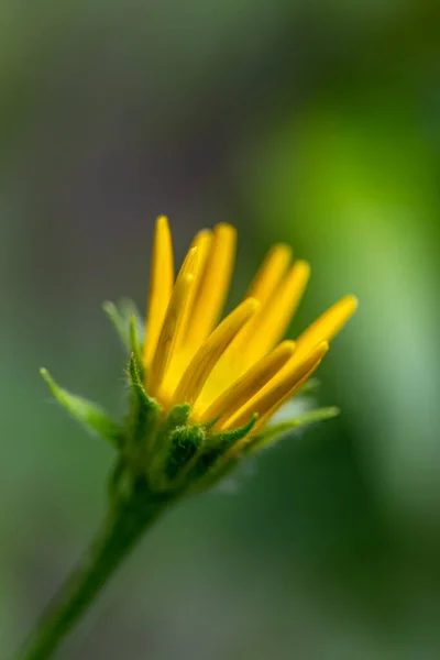 山の中で成長するブフタルマムサリチウム花 — ストック写真