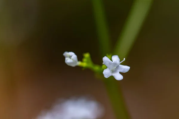 Valeriana Saxatilis Flor Que Crece Las Montañas —  Fotos de Stock