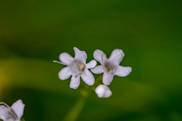 Valeriana Saxatilis Fleur Montagne Pousse Gros Plan — Photo