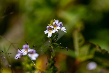Çayırda yetişen öfori alpina çiçeği
