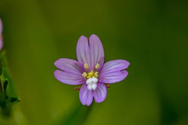 Çayırda Claytonia sibirica çiçeği