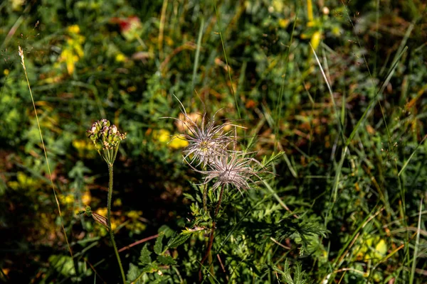 Pulsatilla Alpina Λουλούδι Στα Βουνά — Φωτογραφία Αρχείου