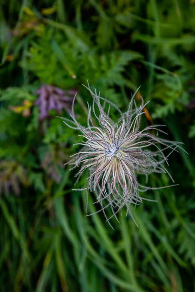 Pulsatilla Alpina Blomma Bergen Närbild — Stockfoto