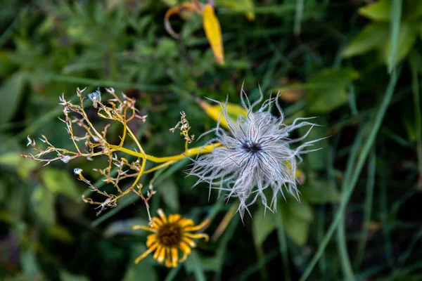 Pulsatilla Alpina Kwiat Rośnie Górach Zbliżenie — Zdjęcie stockowe