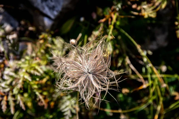 Pulsatilla Alpina Květ Roste Horách Zblízka Střílet — Stock fotografie