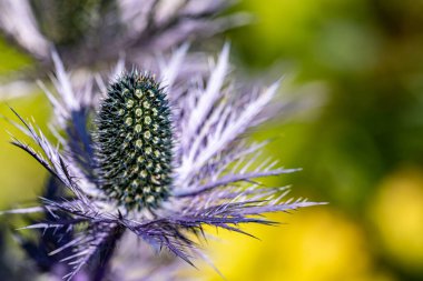 Çayırdaki eryngium alpinyum çiçeği, kapat.