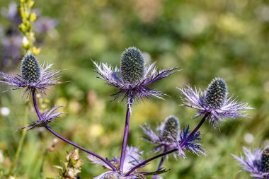 Çayırda yetişen eryngium alpinyum çiçeği, yakın çekim