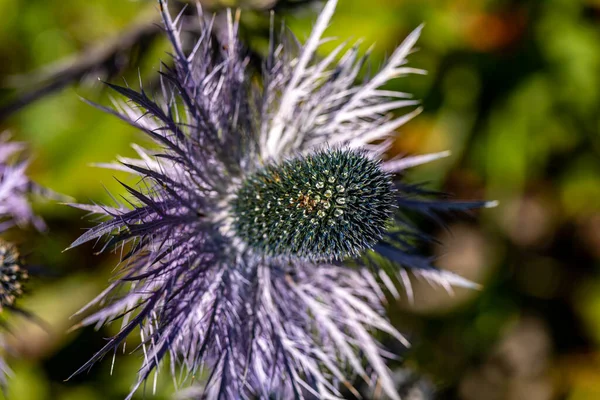 牧草地で成長するEryngium Alpinum花 — ストック写真