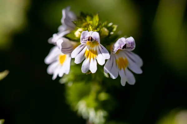 Euphrasia Alpina Fleur Poussant Dans Prairie — Photo
