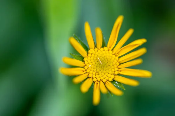 Buphthalmum Salicifolium Květ Rostoucí Horách Zblízka Střílet — Stock fotografie