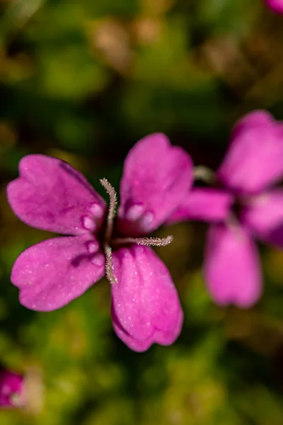 Silene Acaulis Fiore Che Cresce Montagna — Foto Stock