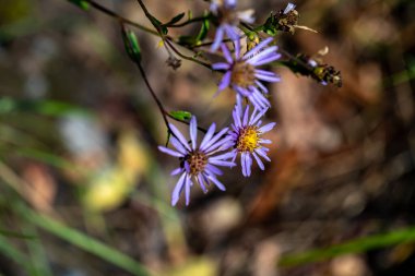 Dağlarda büyüyen aster amellus çiçeği, makro