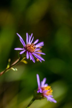 Dağlardaki aster amellus çiçeği, yaklaş.