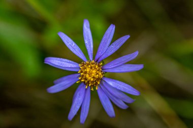 Dağlarda büyüyen aster amellus çiçeği, yakınlaş.