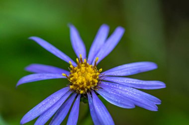 Dağlardaki aster amellus çiçeği, yakın çekim