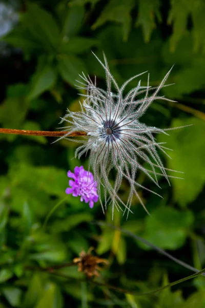 Квітка Пулатілла Альпійська Росте Горах — стокове фото