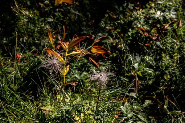 Pulsatilla Alpina Květ Horách Zblízka Střílet — Stock fotografie