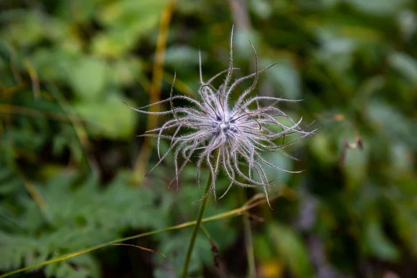 Квітка Pulsatilla Alpina Росте Горах Крупним Планом Стріляти — стокове фото