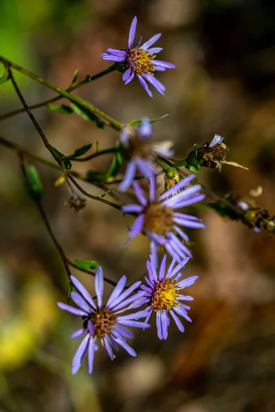 Aster Amellus Flower Mountains — Stock Photo, Image