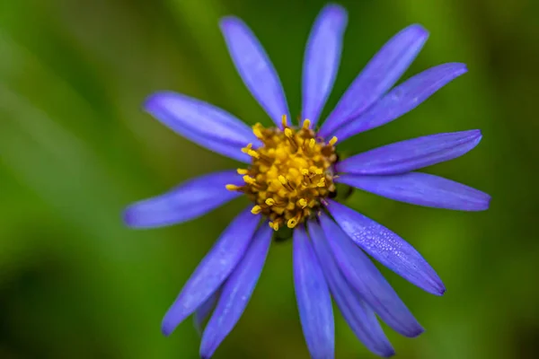 Aster Amellus Kwiat Rośnie Górach — Zdjęcie stockowe