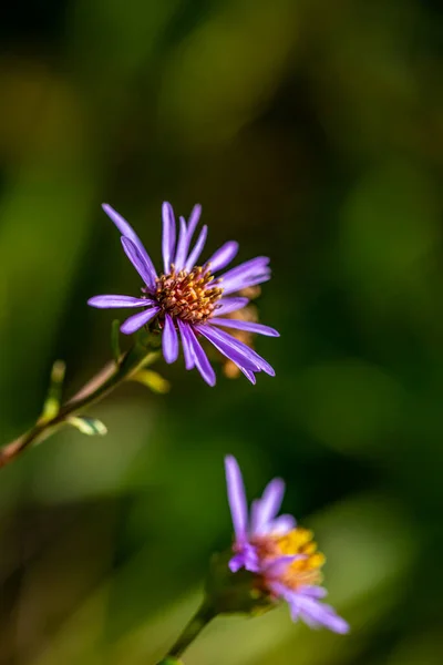 Aster Amellus Kwiat Górach Zbliżenie — Zdjęcie stockowe