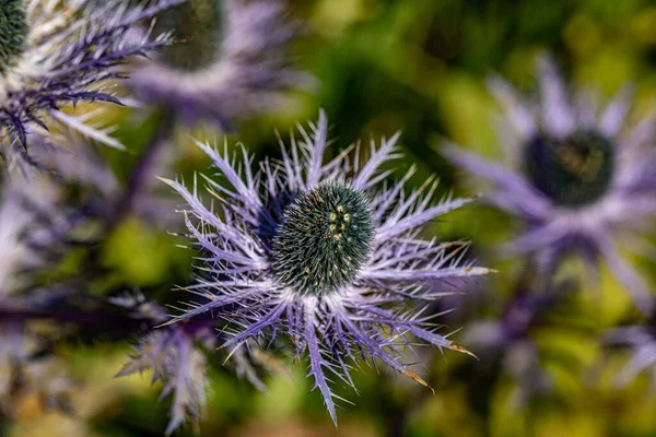 Çayırda yetişen eryngium alpinyum çiçeği