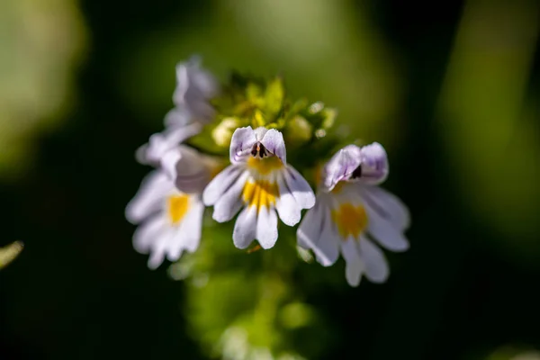 Euphrasia Alpina Fleur Poussant Dans Prairie Macro — Photo