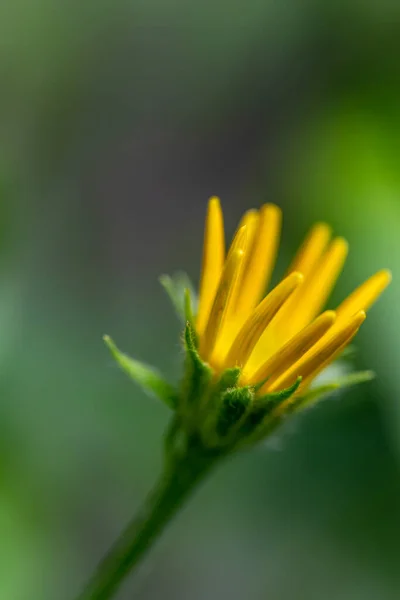 山の中のブフタルマムサリチウム花 — ストック写真