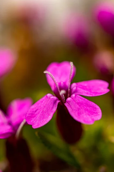 Silene Acaulis Fiore Che Cresce Montagna — Foto Stock