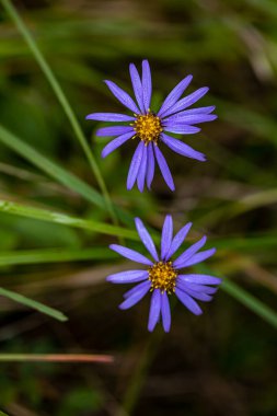 Dağlardaki aster amellus çiçeği, makro