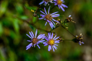 Dağlardaki aster amellus çiçeği