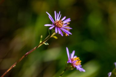 Dağlarda yetişen aster amellus çiçeği