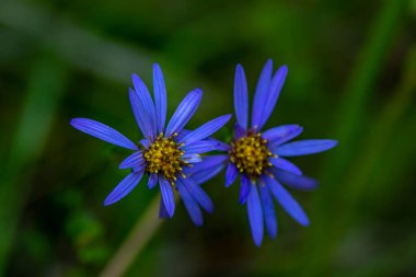 Dağlardaki aster amellus çiçeği, yaklaş.