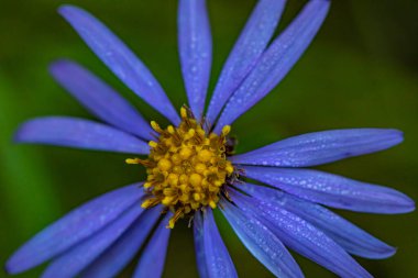 Dağlardaki aster amellus çiçeği, yakın çekim