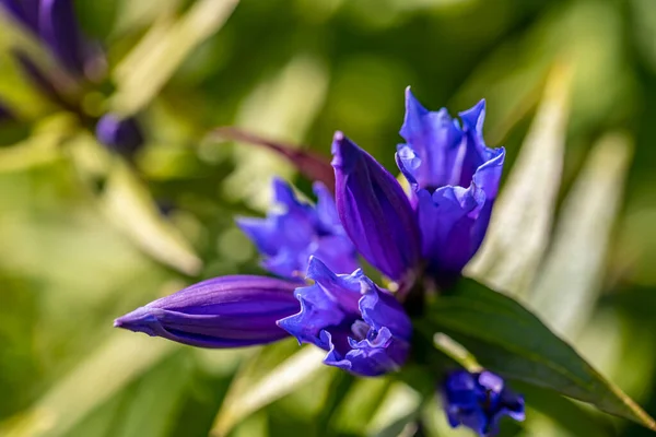 Квітка Gentiana Asclepiadea Горах — стокове фото