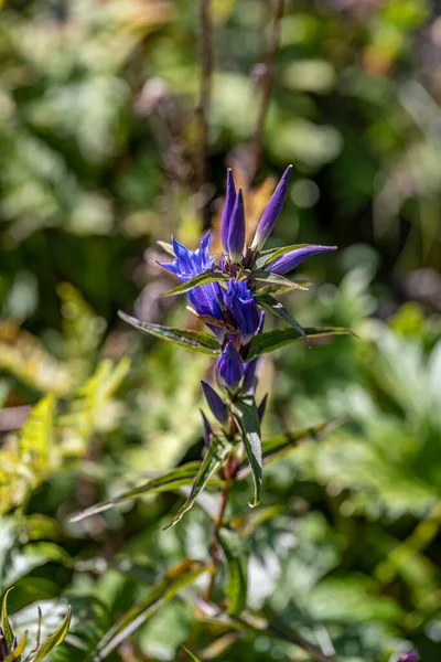 Квітка Gentiana Asclepiadea Горах Крупним Планом — стокове фото