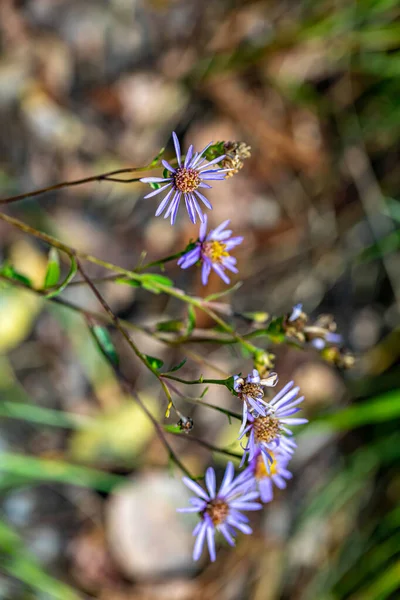 Dağlarda büyüyen aster amellus çiçeği, yakınlaş.