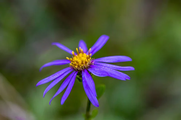 Dağlarda Yetişen Aster Amellus Çiçeği Yakın Çekim — Stok fotoğraf