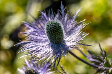 Çayırdaki eryngium alpinyum çiçeği, yakın çekim