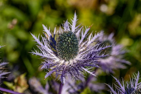 Çayırdaki Eryngium Alpinyum Çiçeği — Stok fotoğraf