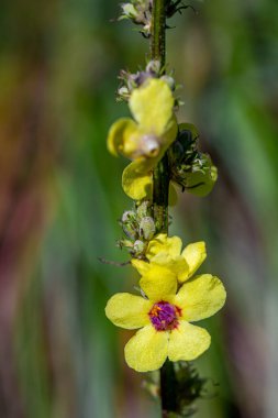 Verbascum nigrum çiçeği çayırda