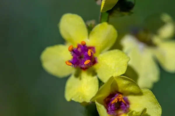 Verbascum Nigrum Flower Meadow Close — Zdjęcie stockowe