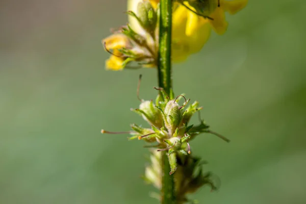 Verbascum Nigrum Virág Réten Közelről — Stock Fotó