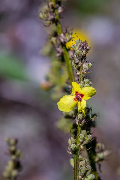 Verbascum Nigrum Virág Rét Közelről — Stock Fotó