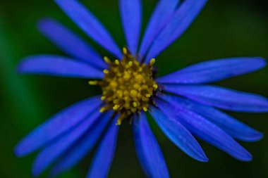Dağlarda büyüyen aster amellus çiçeği, yakınlaş.